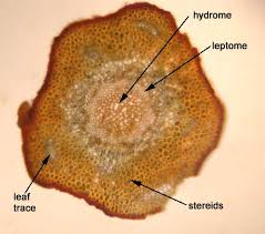 Attēlu rezultāti vaicājumam “Polytrichum commune sporophyte”