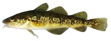 Image result for Microgadus tomcod