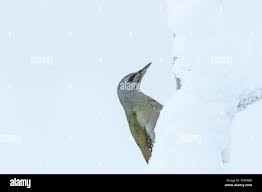 Attēlu rezultāti vaicājumam “Picus canus female”
