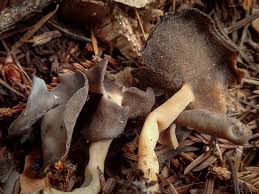 Attēlu rezultāti vaicājumam “Helvella macropus”