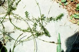 Attēlu rezultāti vaicājumam “Haloragaceae”