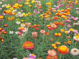 Image result for Strohblume