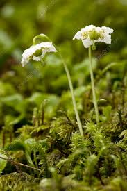 Attēlu rezultāti vaicājumam “Moneses uniflora”