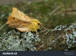 Attēlu rezultāti vaicājumam “Ennomos autumnaria male”