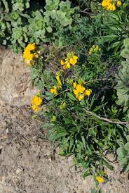 Image result for Cheiranthus cheiri