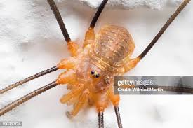 Attēlu rezultāti vaicājumam “Opiliones”