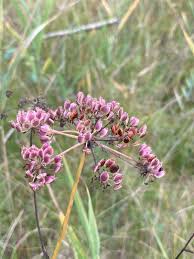 Attēlu rezultāti vaicājumam “Peucedanum palustre leaf”