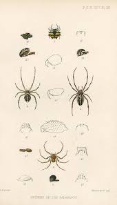 Attēlu rezultāti vaicājumam “Capsus ater imago”