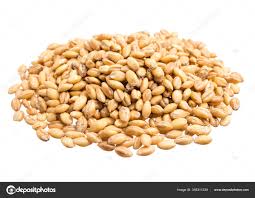 Attēlu rezultāti vaicājumam “Hordeum vulgare fruit”