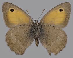 Attēlu rezultāti vaicājumam “Hyponephele lycaon”