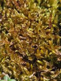 Attēlu rezultāti vaicājumam “Hypnum cupressiforme var. lacunosum sporophyte”