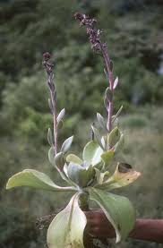 Attēlu rezultāti vaicājumam “Crassulaceae”