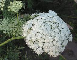 Attēlu rezultāti vaicājumam “Daucus sativus flower”