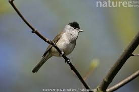 Attēlu rezultāti vaicājumam “Sylvia atricapilla male”