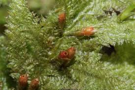 Attēlu rezultāti vaicājumam “Neckera complanata sporophyte”