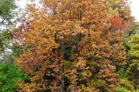 Attēlu rezultāti vaicājumam “Magnolia acuminata leaf”