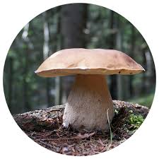 Attēlu rezultāti vaicājumam “Boletus edulis”
