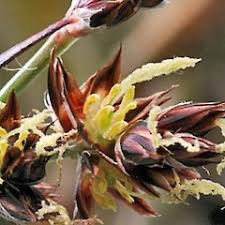 Attēlu rezultāti vaicājumam “Luzula multiflora”