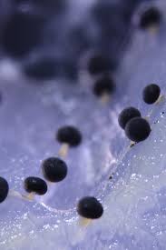 Attēlu rezultāti vaicājumam “Physarum diderma macro”