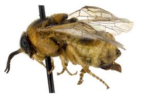 Attēlu rezultāti vaicājumam “Diprion pini female”