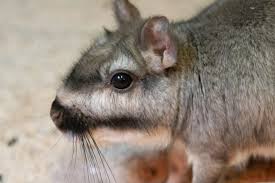 Image result for viscacha