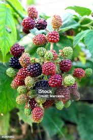 Attēlu rezultāti vaicājumam “Rubus plicatus fruit”