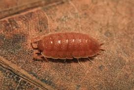 Attēlu rezultāti vaicājumam “Porcellio scaber”