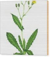 Attēlu rezultāti vaicājumam “Crepis paludosa leaf”