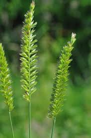 Attēlu rezultāti vaicājumam “Cynosurus cristatus”