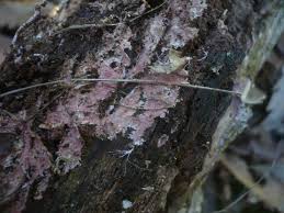 Attēlu rezultāti vaicājumam “Steccherinum fimbriatum”