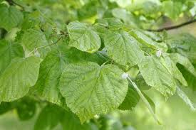 Attēlu rezultāti vaicājumam “Tilia tomentosa leaf”