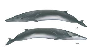 Image result for Balaenoptera physalus