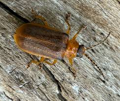 Attēlu rezultāti vaicājumam “Galerucella nymphaeae pupa”