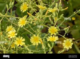 Attēlu rezultāti vaicājumam “Lactuca sativa flower”