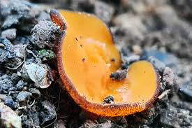 Attēlu rezultāti vaicājumam “Trichia alpina macro”