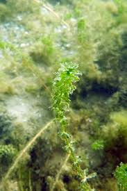 Attēlu rezultāti vaicājumam “Verrucaria hydrela”