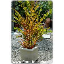 Attēlu rezultāti vaicājumam “Cercidiphyllum japonicum flower”