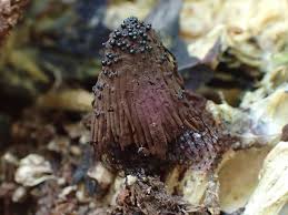 Attēlu rezultāti vaicājumam “Stemonitis fusca spores”