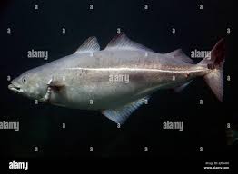 Image result for Pollachius virens