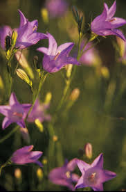 Image result for Campanula moesiaca