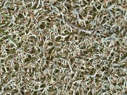 Attēlu rezultāti vaicājumam “Cladonia”