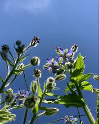 Attēlu rezultāti vaicājumam “Borago officinalis bud”