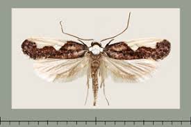 Attēlu rezultāti vaicājumam “Monopis monachella”