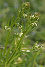 Attēlu rezultāti vaicājumam “Galium rivale fruit”