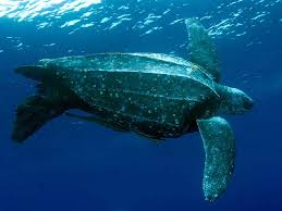 Image result for Dermochelys coriacea