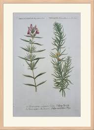 Attēlu rezultāti vaicājumam “Dracocephalum ruyschiana fruit”