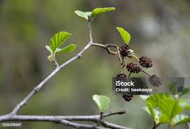 Attēlu rezultāti vaicājumam “Alnus glutinosa bud”