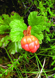Attēlu rezultāti vaicājumam “Rubus chamaemorus leaf”