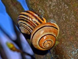 Attēlu rezultāti vaicājumam “Helicidae”