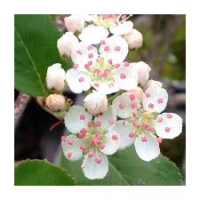 Attēlu rezultāti vaicājumam “Aronia melanocarpa flower”